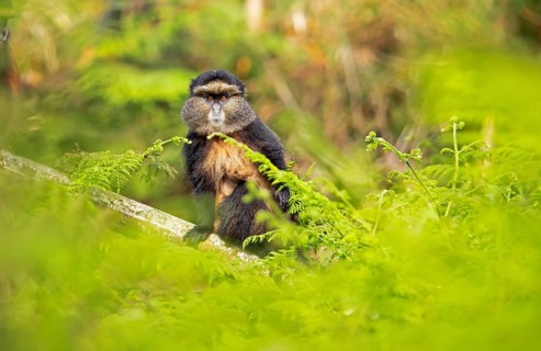 Golden monkey (Cercopithecus mitis kandti) among ferns, Virunga Volcanic Mountains, Parc National