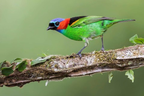 Red-necked Tanager (Tangara cyanocephala) perched on a branch in the Atlantic rainforest of