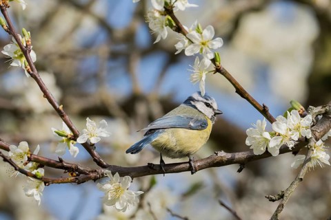 A blue tit (Parus caeruleus) on a richly flowering branch, giving spring fever in clear sunlight,