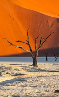Dead camel thorn trees (Vachellia erioloba), red sand dunes, white salt pan, Dead Vlei, Sossusvlei,