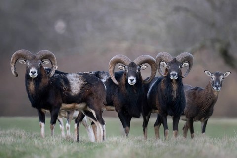 Mouflon (Ovis gmelini), Bitburg, Rhineland-Palatinate, Germany
