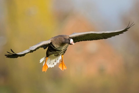 Greater White-fronted Goose (Anser albifrons) flying, North Rhine-Westphalia, Germany