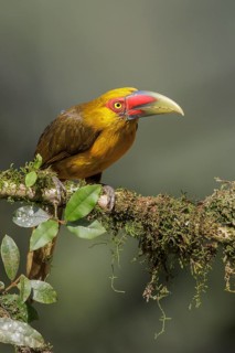 Saffron Toucanet (Pteroglossus bailloni) perched on a branch in the Atlantic rainforest of