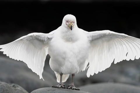 White-faced sheathbill (Chionis albus), standing on stone with spread wings, frontal view,