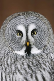 Great grey owl (Strix nebulosa), portrait, captive, Germany