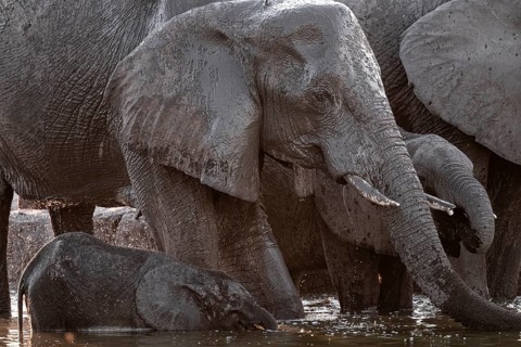 Herd of elephants, African elephant (Loxodonta africana) with young at the waterhole, sunset,