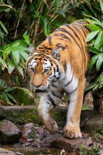 Siberian tiger or Amur tiger (Panthera tigris altaica) walking on the ground in autumn, captive,