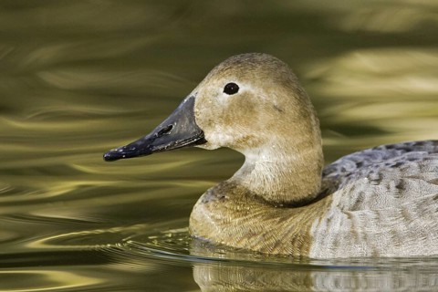 Canvasback (Aythya valisineria) female, Arizona, USA