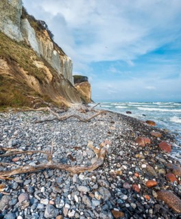 Pebble beach with flints and driftwood on the chalk cliffs of Møns Klint on the Baltic Sea, Møn