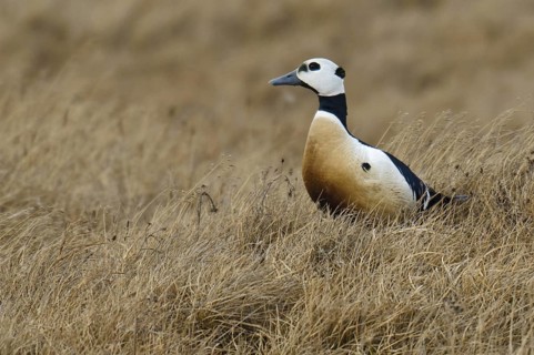 Steller's Eider (Polysticta stelleri) male, Alaska, USA