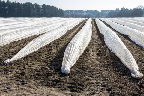 Polythene cloches, polytunnels, folio tunnels, running across farmland field to protect crops from