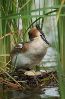 Great crested grebe (Podiceps cristatus) adult bird on a nest with eggs on a lake in summer,