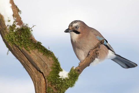 Eurasian Jay (Garrulus glandarius), Thuringia, Germany