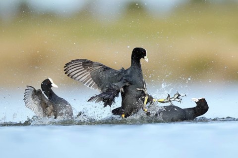 Dynamic image of common coots fiercely battling in the tranquil waters of the BeleÃ±a lagoon, Spain