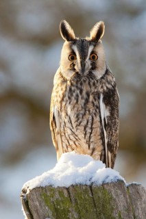 Long-eared Owl (Asio otus), Germany