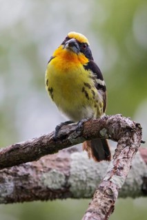 Gilded Barbet (Capito auratus) perched on a branch in Ecuador