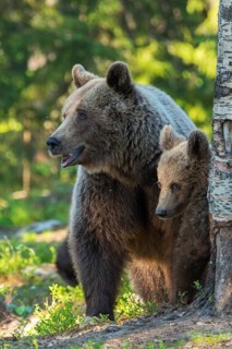 Eurasian Brown Bear (Ursus arctos) mother with cubs in forest, Finland