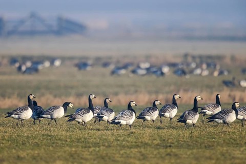 Barnacle Goose (Branta leucopsis) group, Netherlands