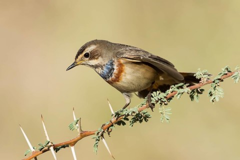 Bluethroat (Luscinia svecica svecica) male, Eilat, Israel
