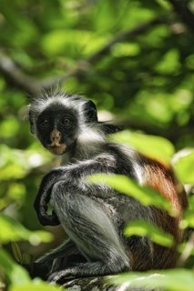 Sansibar-Stummelaffe (Piliocolobus kirkii) sitzt versteckt in Bäumen im Regenwald, Jozani Chwaka