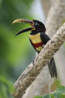 Chestnut-eared Aracari (Pteroglossus castanotis), Pantanal, Brazil