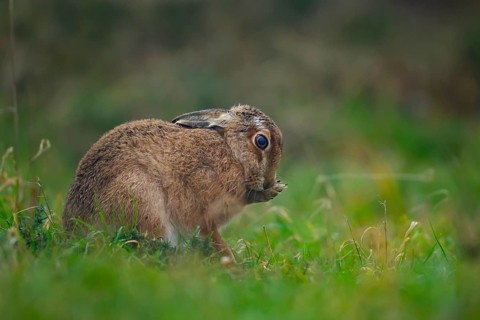 European brown hare (Lepus europaeus) adult animal washing its face in grassland, Suffolk, England,