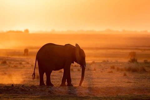 African elephant (Loxodonta africana), silhouette, sunset, atmospheric light, Ihaha, Chobe National