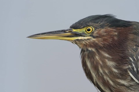 Green Heron (Butorides virescens), Florida, USA