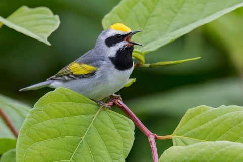 Golden-winged Warbler (Vermivora chrysoptera) perched on a branch in Ontario, Canada