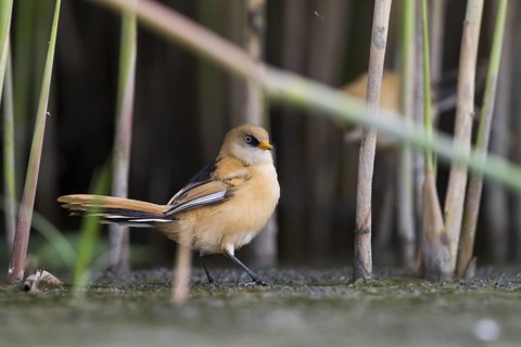 Bearded Reedling - Bartmeise - Panurus biarmicus ssp. biarmicus, Germany, juvenile