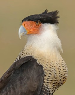 Northern Crested Caracara (Caracara cheriway), Texas, USA