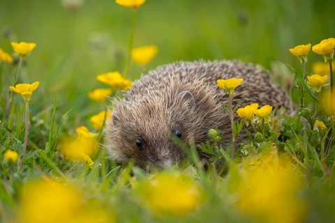 European hedgehog (Erinaceus europaeus) adult animal amongst yellow buttercup flowers in a meadow
