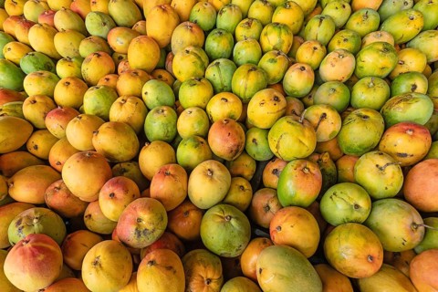 Large quantity of ripe mangoes (Mangifera indica), presumably Tommy Atkins or Kent variety, after