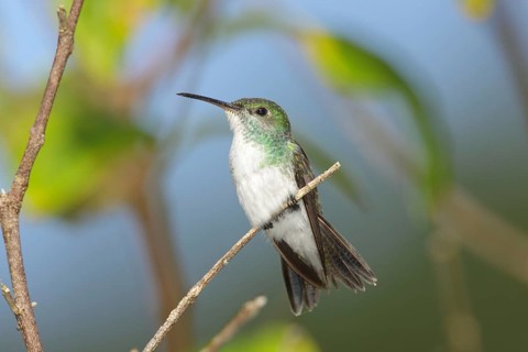 Mangrove Hummingbird Amazilia boucardi Quepos, Costa Rica 1 November Adult Female Trochilidae