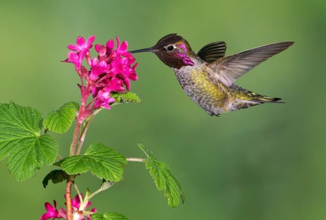 Anna's Hummingbird Male (Calypte anna) - Victoria BC, Canada