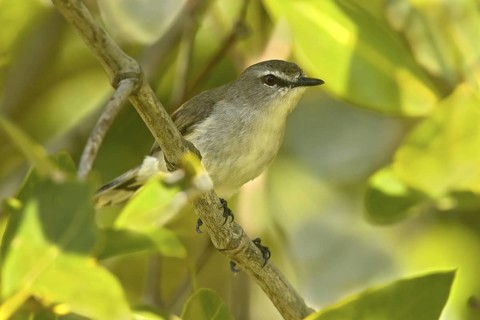Mangrove Gerygone (Gerygone levigaster cantator), Queensland, Australia