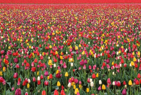 An expansive field of vibrant tulips in full bloom, showcasing a stunning array of colors under the