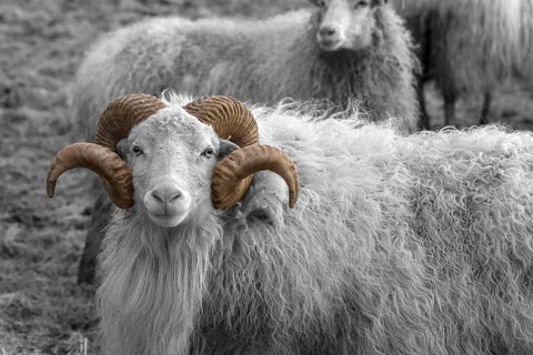Sheep, male horned Moorschnucke (Ovis aries), white black, Rehna, Mecklenburg-Vorpommern, Germany