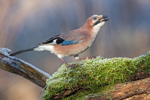 Eurasian Jay (Garrulus glandarius), Saxony-Anhalt, Germany