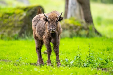 European bison (Bison bonasus) standing on a meadow in summer, Bavarian Forest, Germany