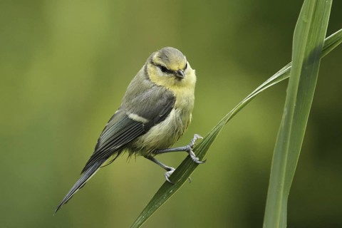 Eurasian Blue Tit (Cyanistes caeruleus) juvenile, Lower Saxony, Germany
