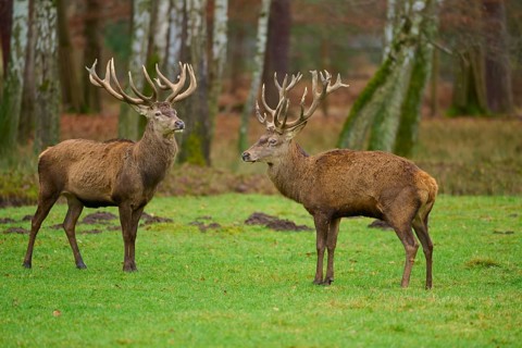 Two stags with impressive antlers standing next to each other on a green meadow, red deer (Cervus
