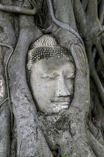 Sandstone Buddha head at the foot of a Bodhi tree in Wat Mahathat, Temple of the Great and Holy