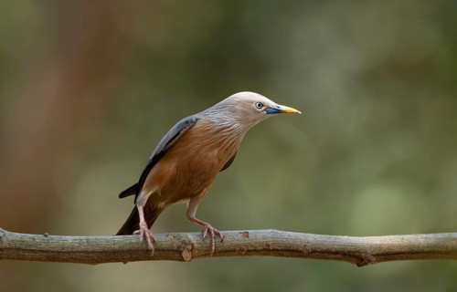 Chestnut-tailed starling (Sturnia malabarica), Sreepur, Gazipur, Bangladesh