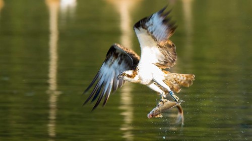 Western Osprey (Pandion haliaetus) flying with fish prey in its claws, Mecklenburg-Western