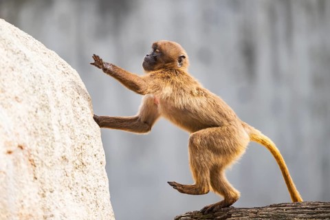 Gelada (Theropithecus gelada) youngster jumping up a rock, captive, Germany