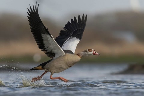 Egyptian Goose (Alopochen aegyptiaca) taking flight, Schleswig-Holstein, Germany