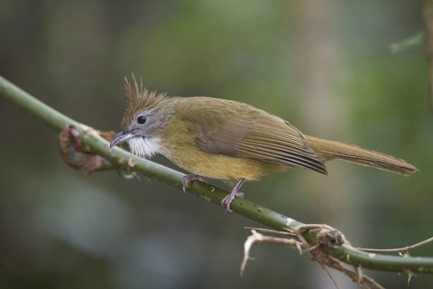 Puff-throated Bulbul (Alophoixus pallidus), Chaiyaphum, Thailand