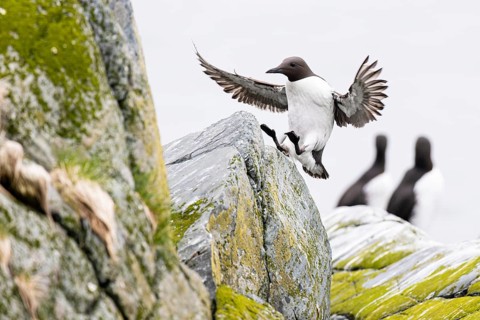 Guillemot (Uria aalge), adult bird hopping with spread wings on a boulder, Hornøya Island, Vardø,