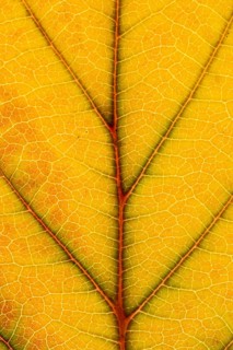 Structure of an autumn-colored leaf, foliage, tree, Vechta, Lower Saxony, Germany